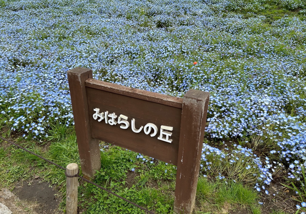 絆Nexus・ひたち海浜公園
